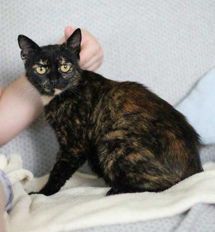 Aksamitka - kocia piękność do adopcji