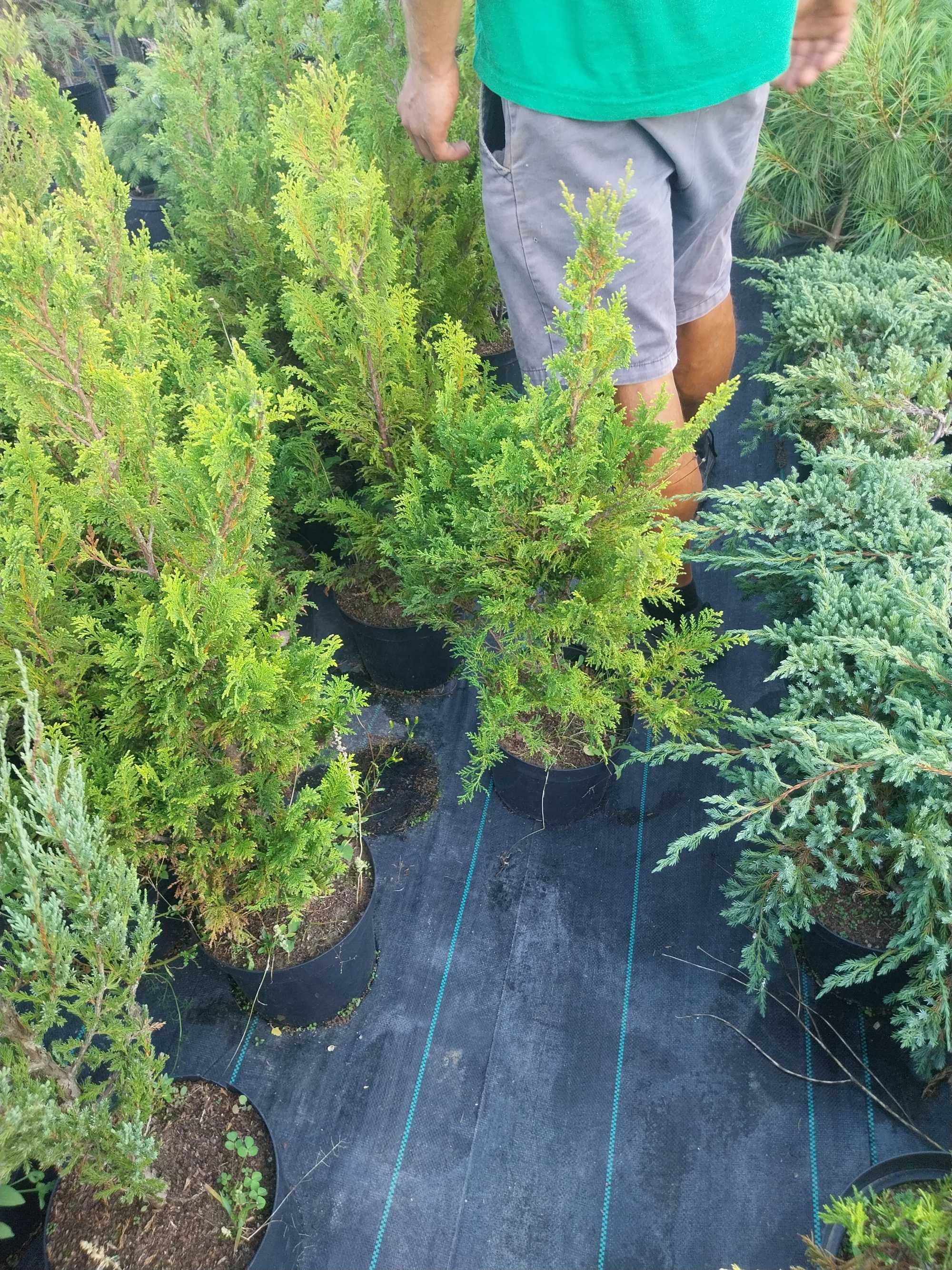 Cyprys plumosa aurea