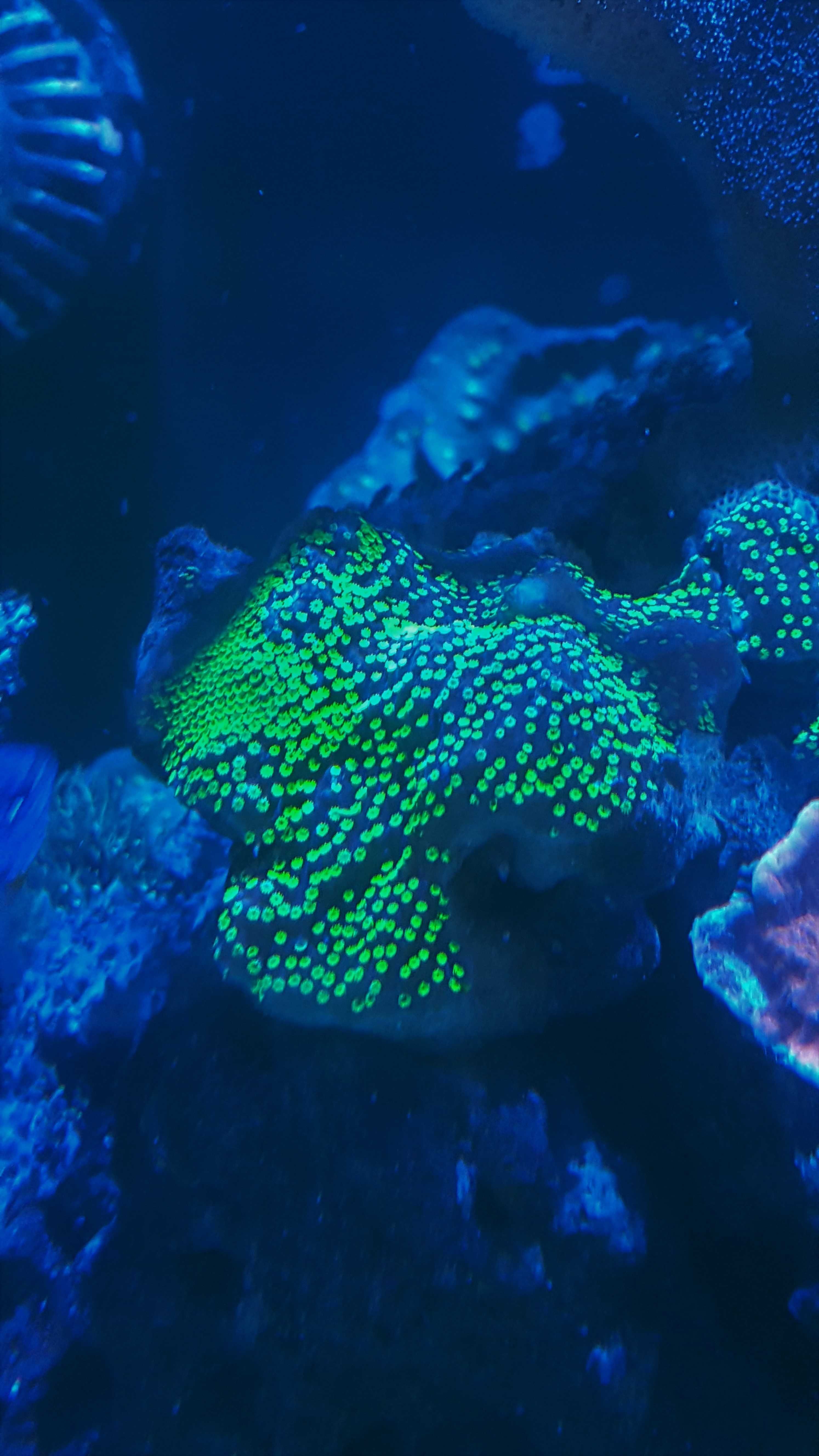 Montipora - szczepka