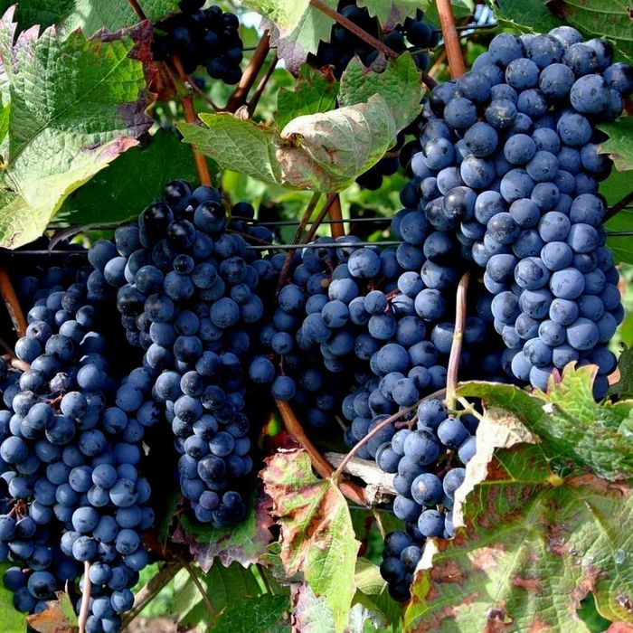 Uvas tintas e brancas para venda