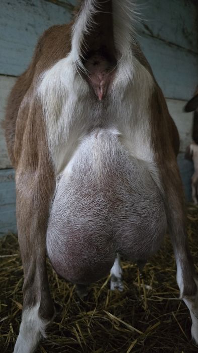 Koza mix toggenburski i AN