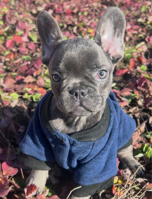 Французькі бульдожки