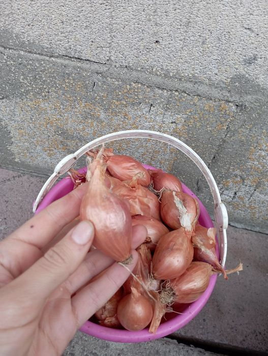 Цибуля кущівка корчуха велика