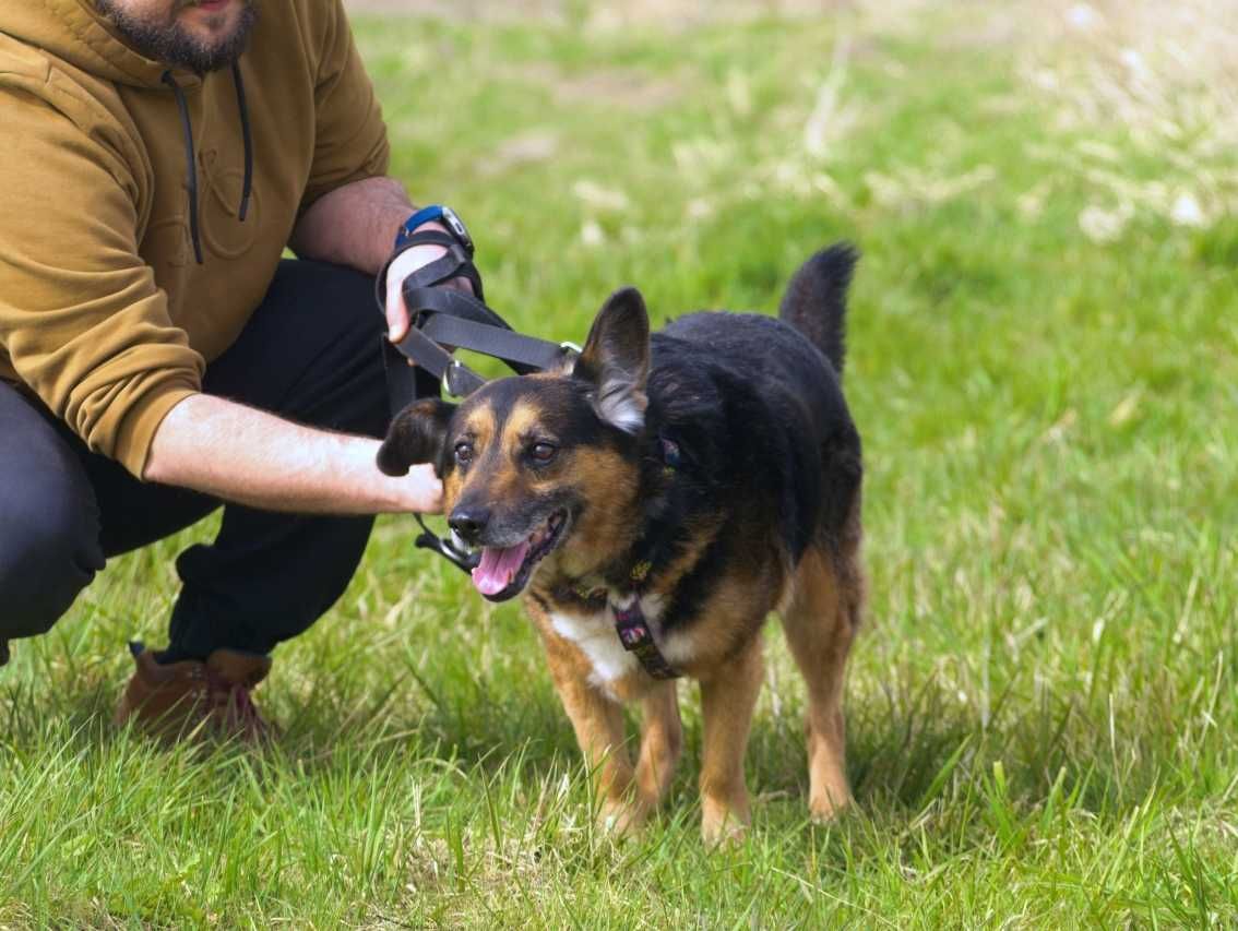 Barry psiak ciekawy świata do adopcji.