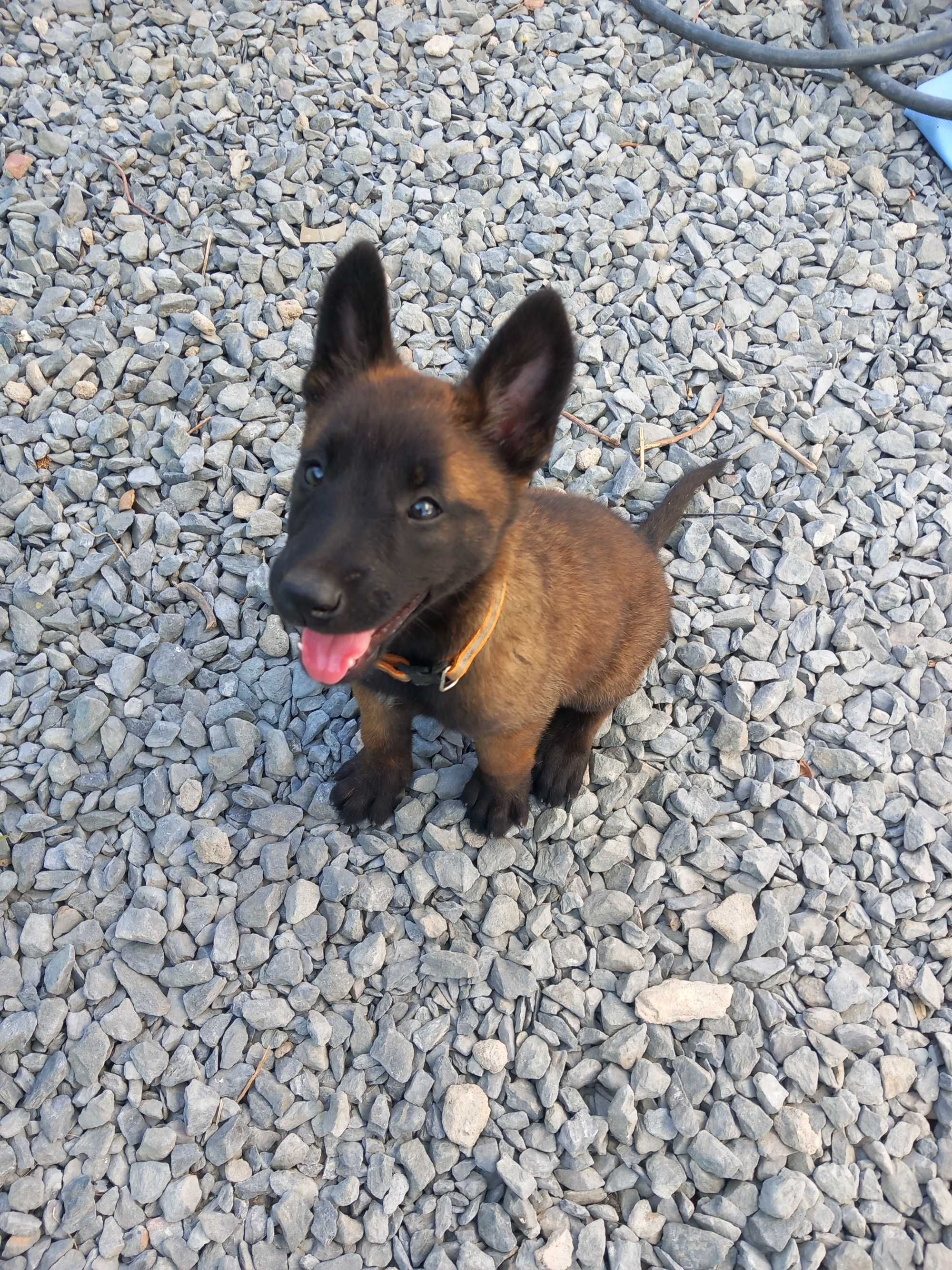 Pastor Belga Malinois fêmea