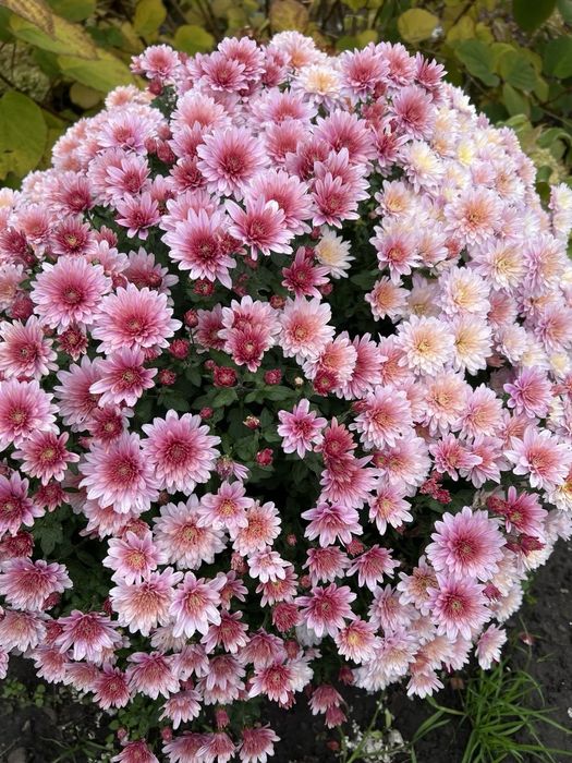 Хризантема мультифлора