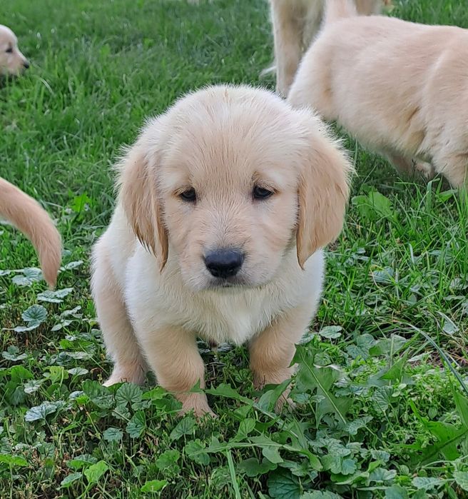 Golden retriever