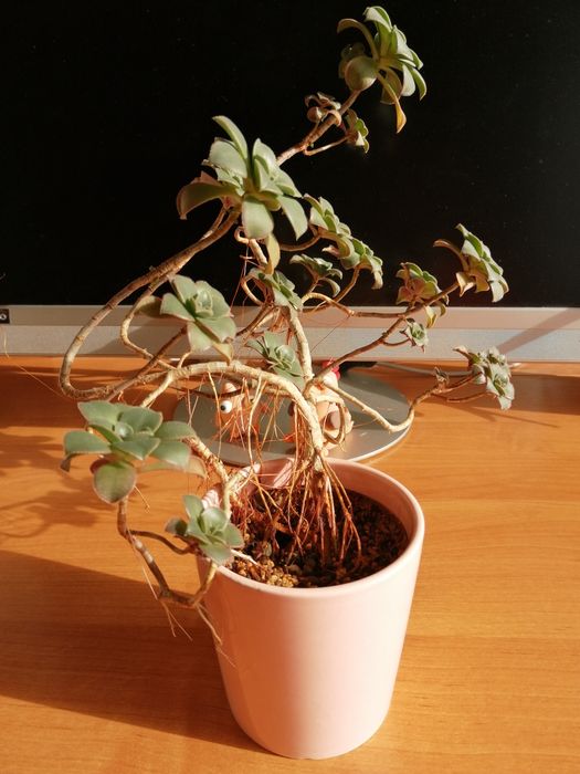 Aeoniun haworthii "Kiwi" duża roślina