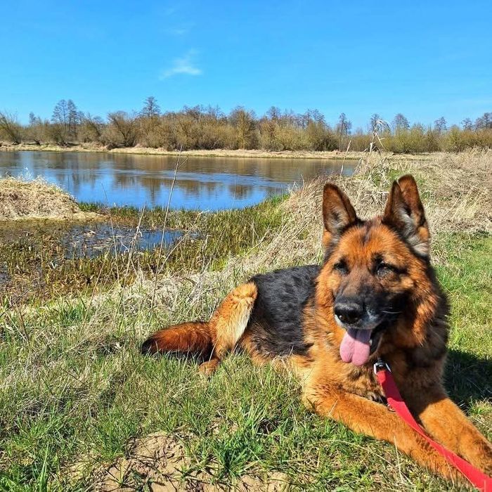 Liszka w typie owczarka niemieckiego szuka domu!
