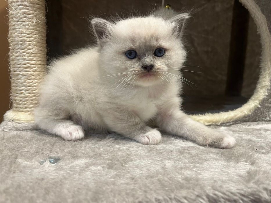 Ragdoll kotki FPL rezerwacja ur 11.10.2025 kotki Poznań