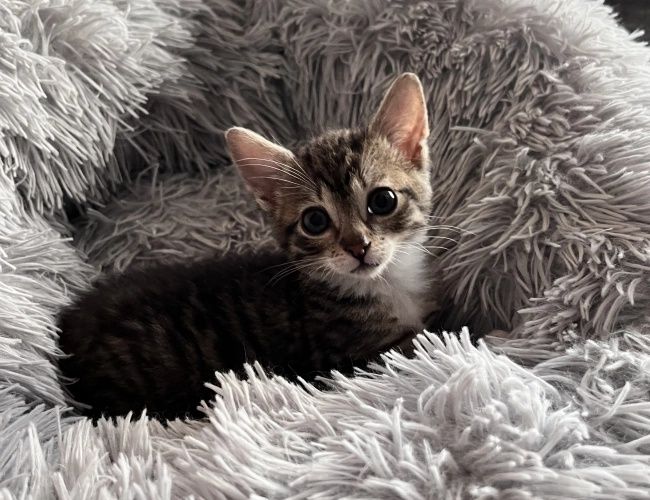 Alfi do adopcji!