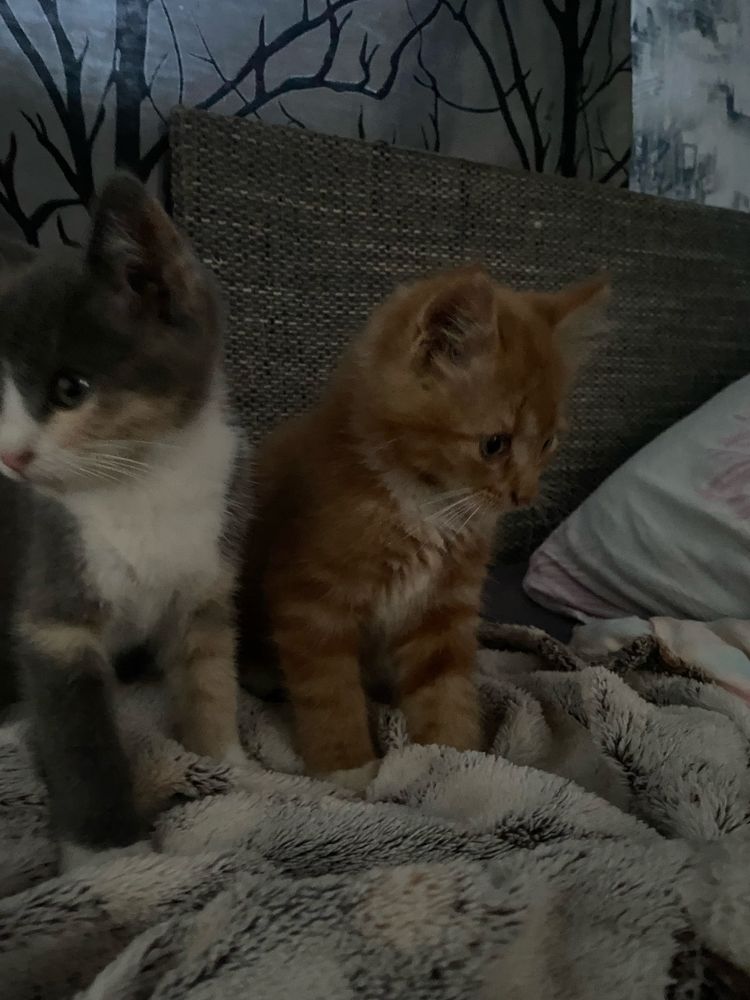 котики в добрі руки