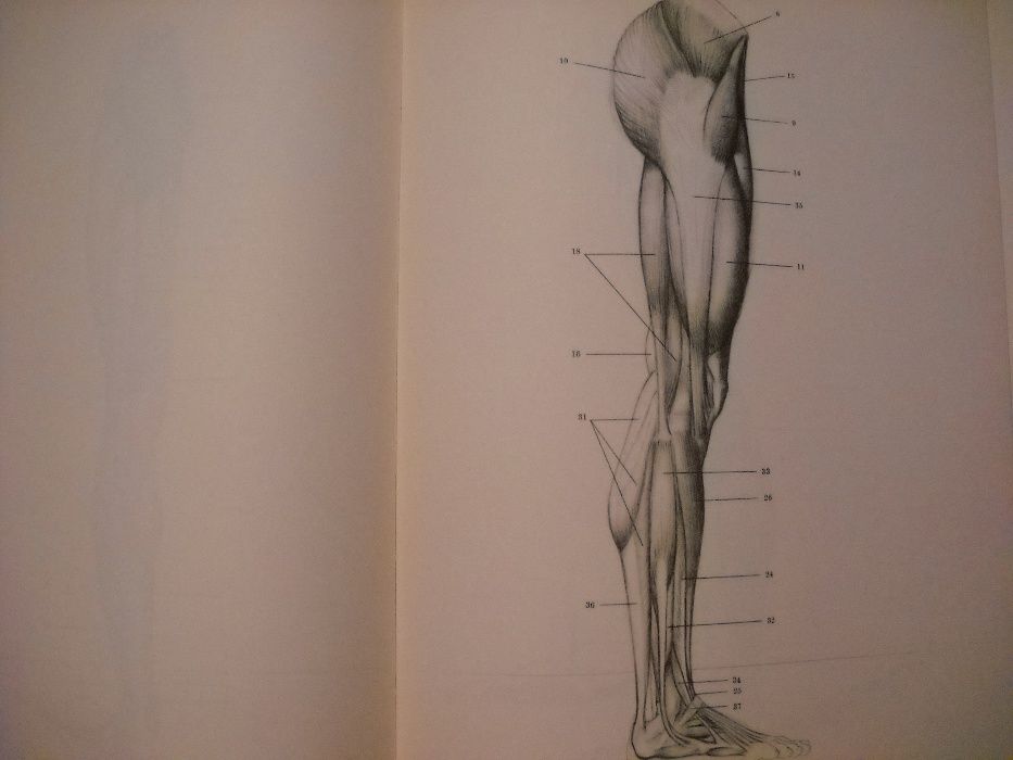 анатомия для художников Е.БАРЧАИ 1975