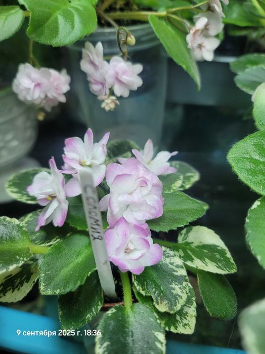 Фіалки міні та трейлери