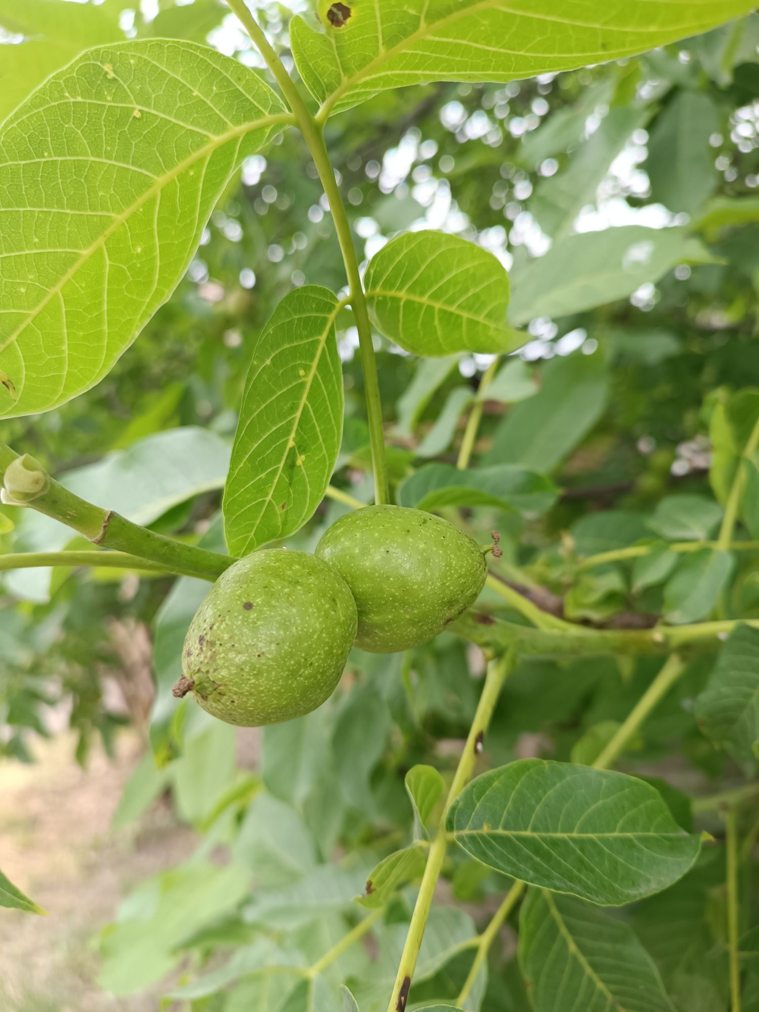 Зелений грецький горіх.