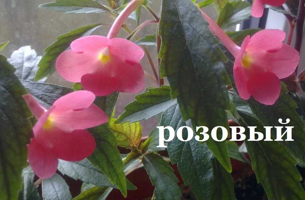 Ахименес 4 горшочка