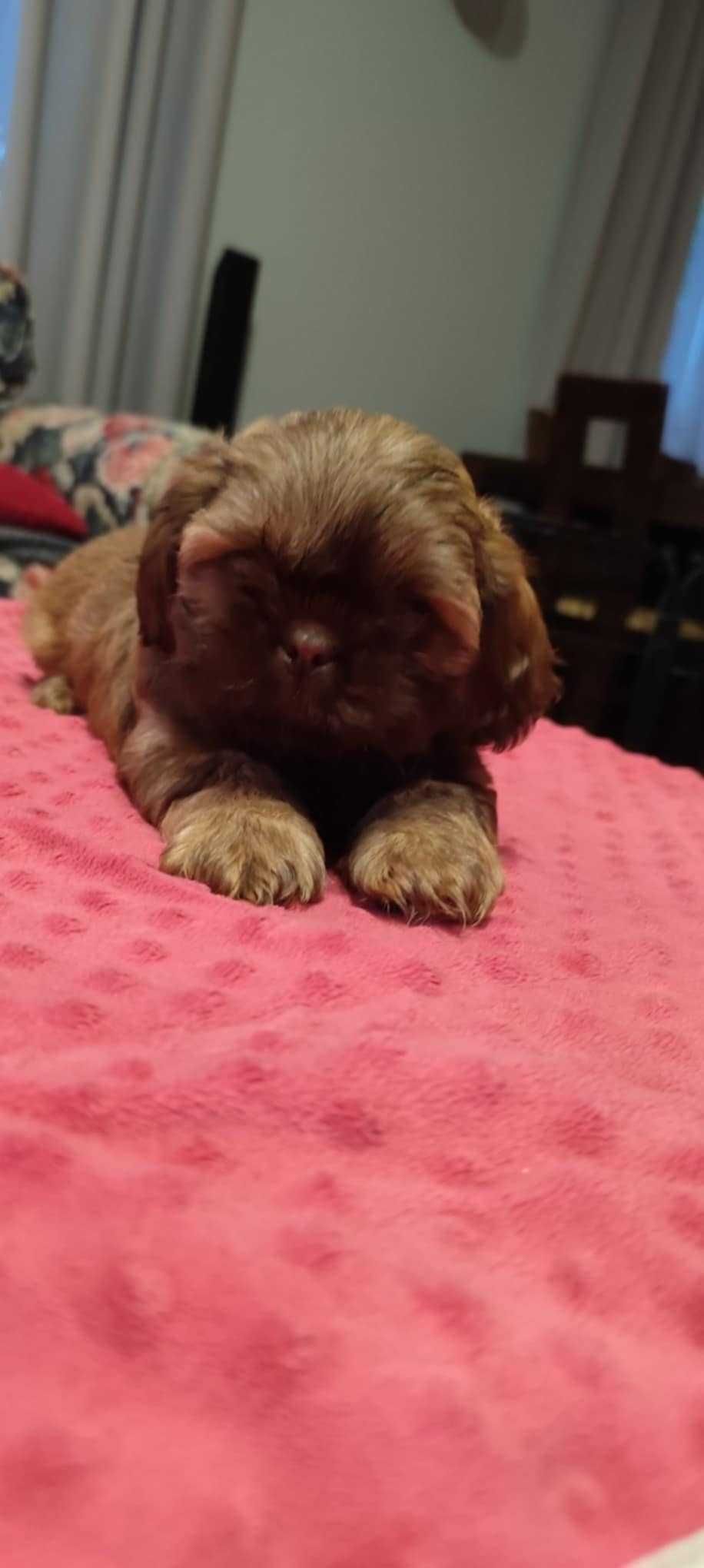 Szczeniaczek Shih-Tzu