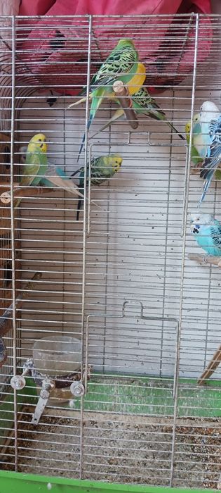 Papugi faliste samczyki