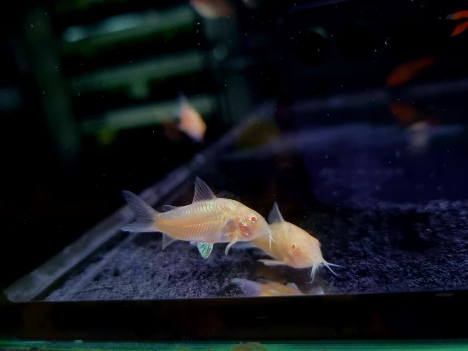 Kirysek spiżowy albino