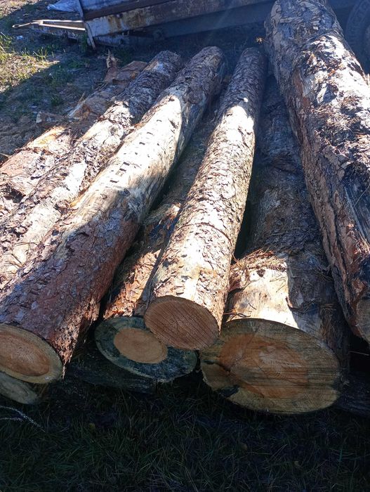 Grube drewno Tartaczne 2.5m.
