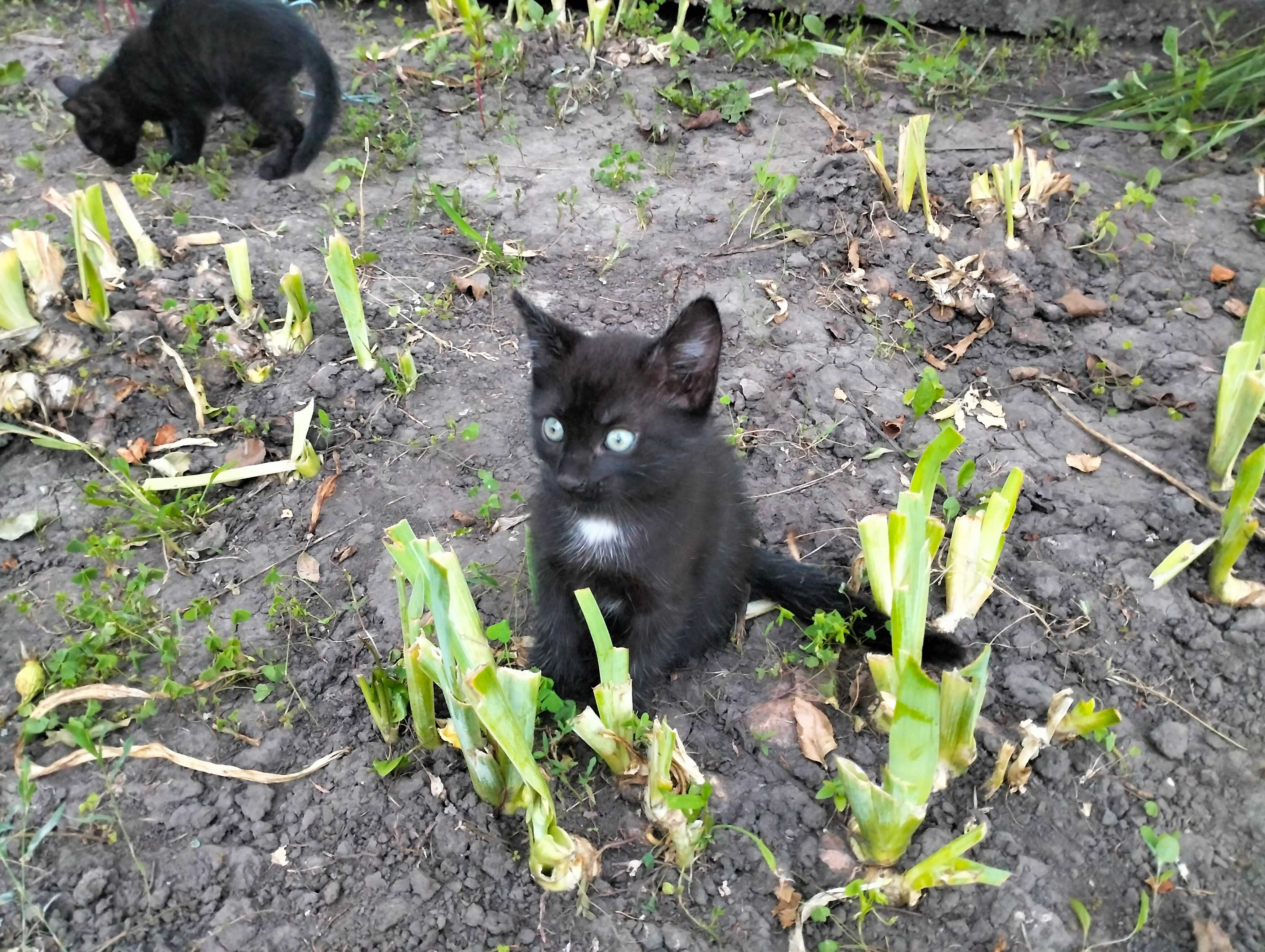 Віддам в добрі руки кошеня, котеня, котенята Рокитне
