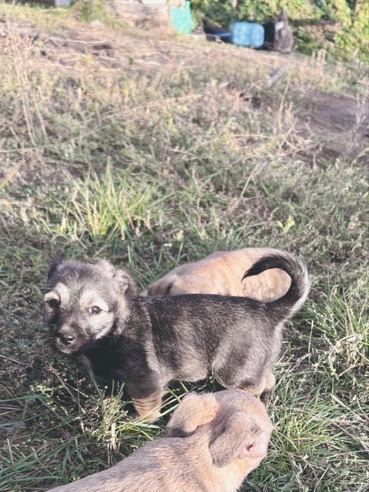 Срочно отдам трёх щенков девочек