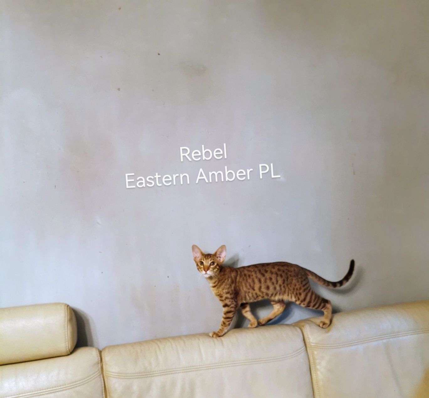 Peterbald kocurek orientalny gotowy do zmiany domku