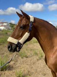 ‼️ Cavalo Lusitano Exclusivo ‼️