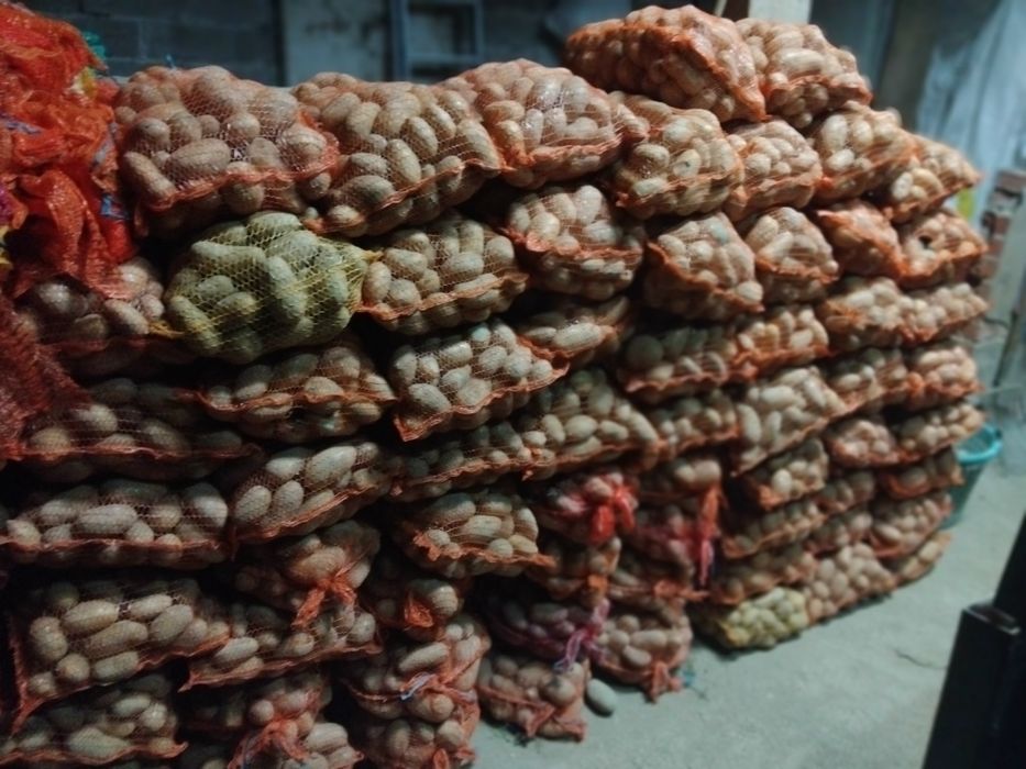 Ziemniaki Gala,Quinn  anna  , czerwony