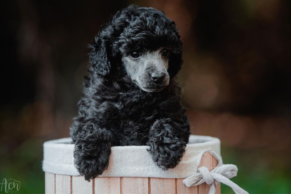 Malenki pudelek toy / mini szary - srebrny