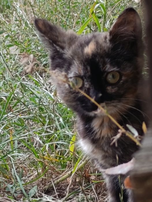 Віддам маленьких кошенят в хороші люблячі руки