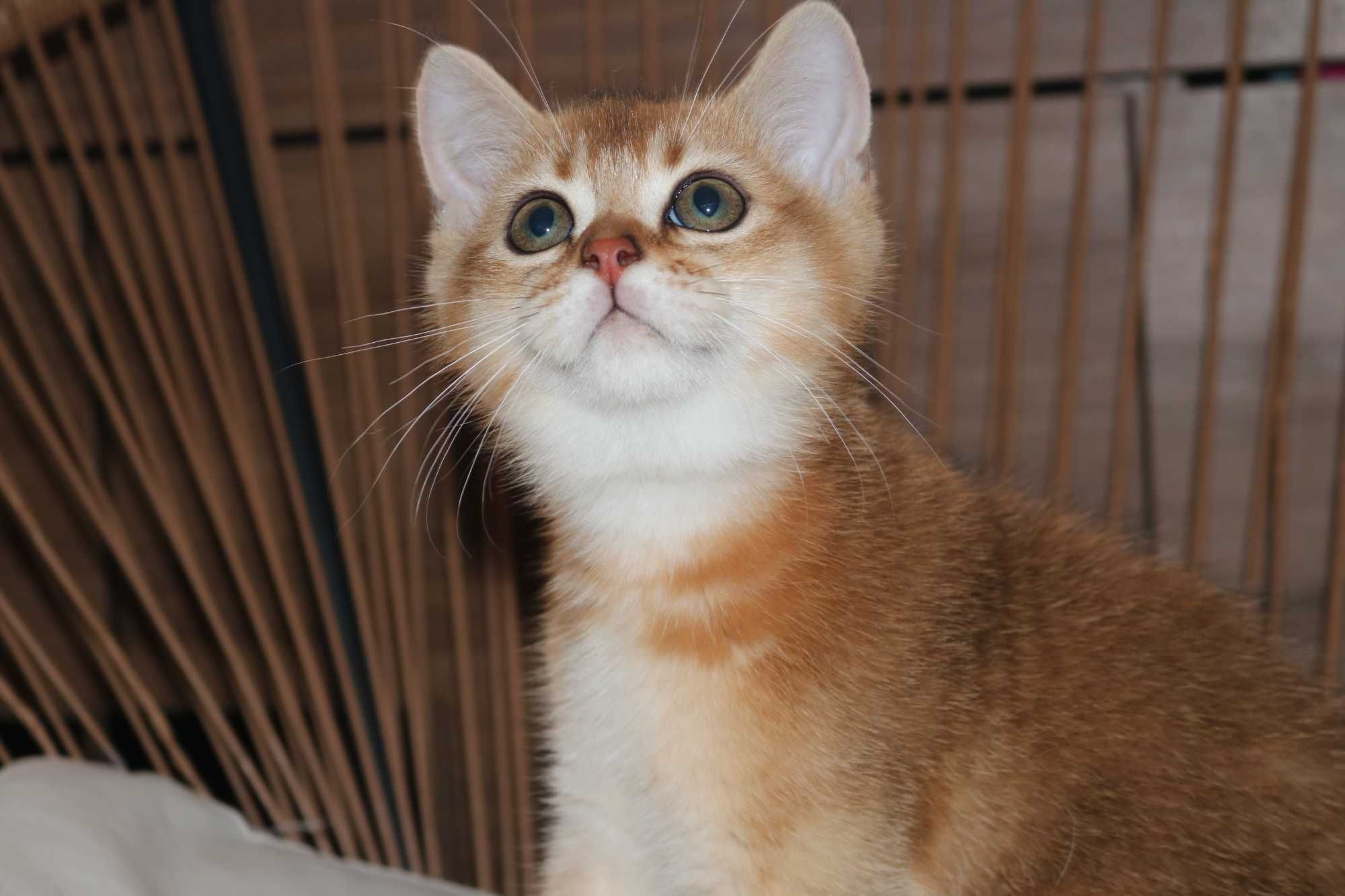 gatinho scottish straight golden