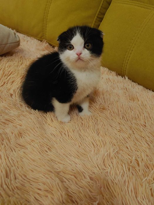 Шотландські кошенята