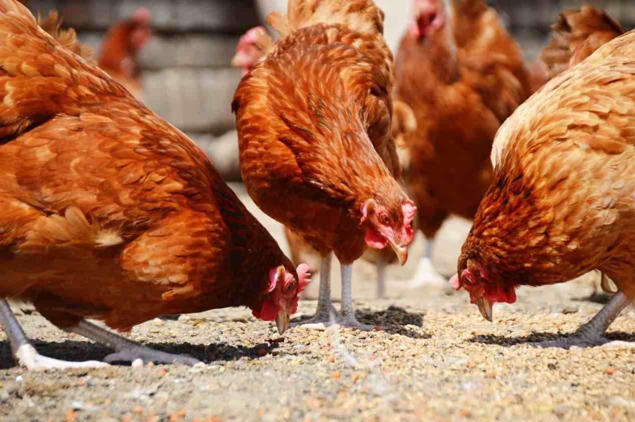 Продаж Домашніх Курей ,курчат