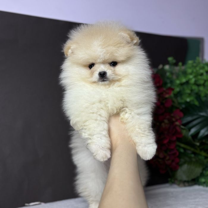 ляльковий Ведмедик шоу классу