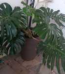 Planta Costela de Adão/ Monstera/ planta natural
