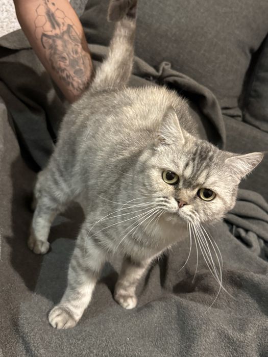 Продам кішок різних порід