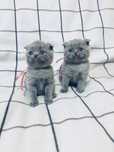 Шотландські кошенята/Scottish fold/Scottish straight