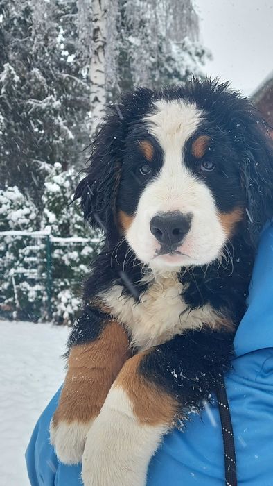 Berneński Pies Pasterski ZkwP/FCI