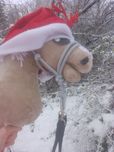 Hobby horse A4 od kht Fox znaczy ode mnie