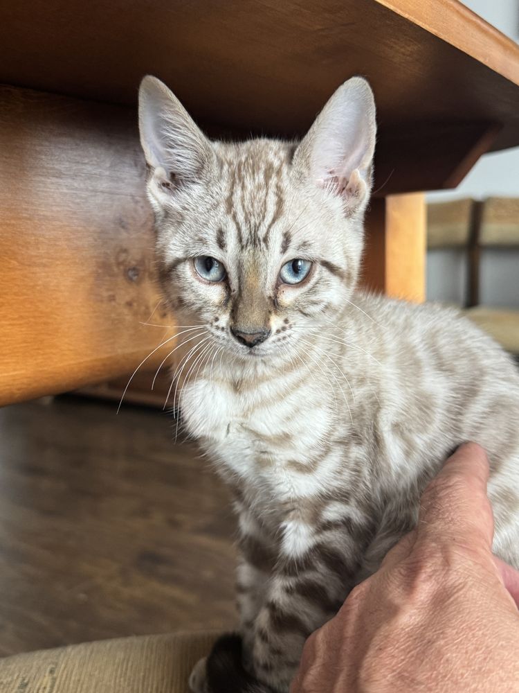 Sprzedam kotke Bengalska Snow Mink