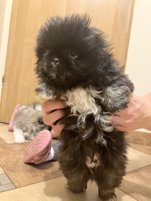 Śliczny szczeniak Pekińczyk