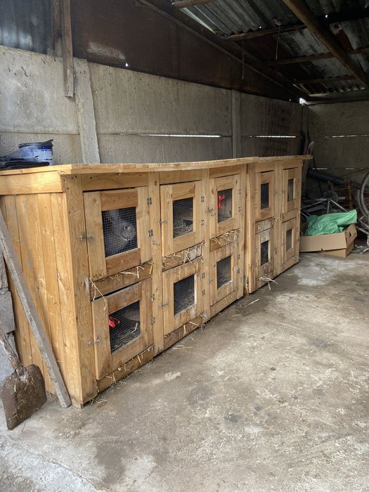 Klatki dla królików