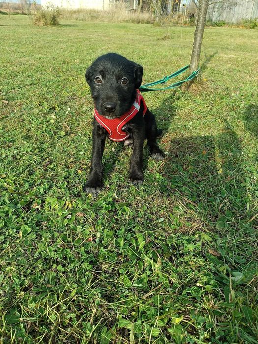 KERMIT szuka kochającej rodziny!