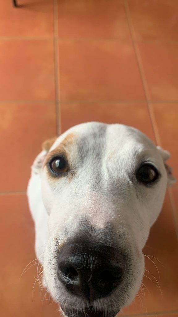 Cão para adoção!