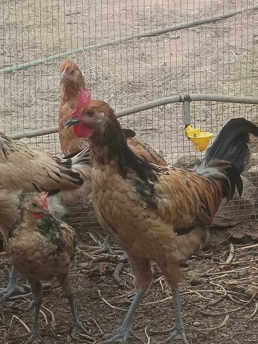 Andaluz Surenha Morucha 2 jovens machos