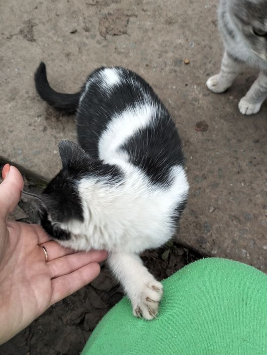 Маленька, лагідненька, кішечка.