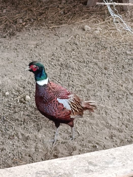 Продам молодих фазанів