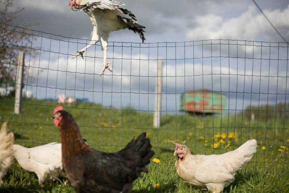 Kury nioski kokoszki odchowane Rosa dowóz gratis