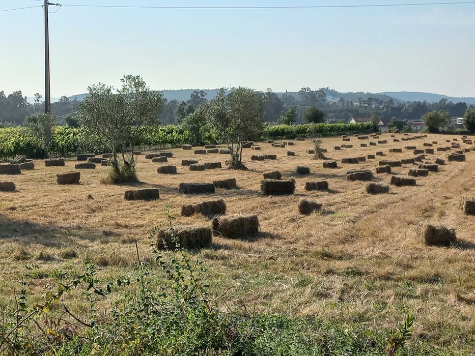 Fardos de feno e de azevem com veia